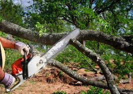 Best Storm Damage Tree Cleanup  in Sully Square, VA