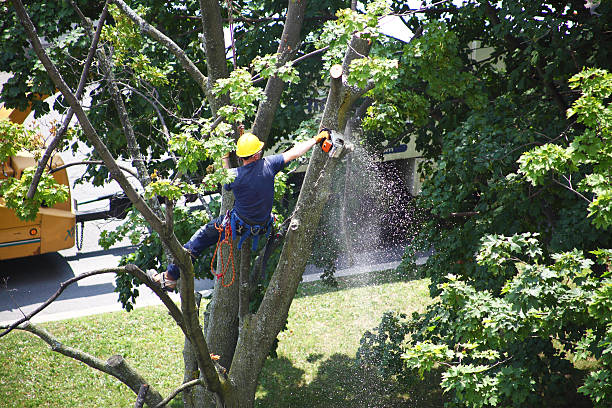 Tree and Shrub Care