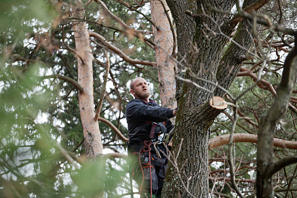 Best Hazardous Tree Removal  in Sully Square, VA