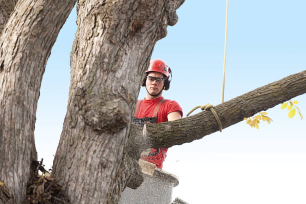 Best Arborist Consultation Services  in Sully Square, VA